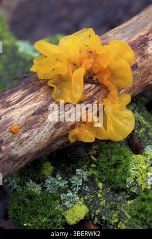 Cerveau jaune (tremella mesenterica) Banque D'Images