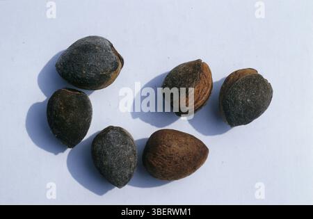 Graines d'amande amère, amande amère (plante mère : Prunus dulcis, syn. Amygdale commune) Banque D'Images