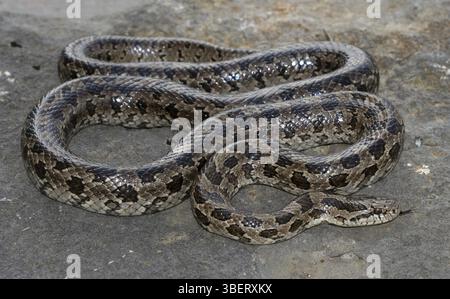 Serpent royal des Prairies (Lampropeltis calligaster) Banque D'Images