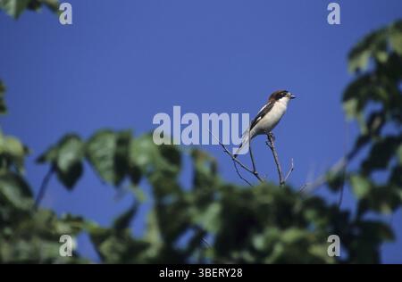 Shrike à tête rouge (sénateur Lanius) Banque D'Images