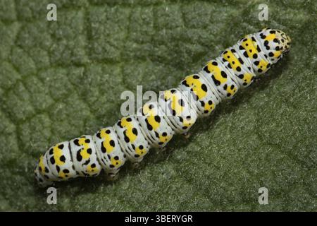 Moine molène (Cucullia verbasci) Banque D'Images