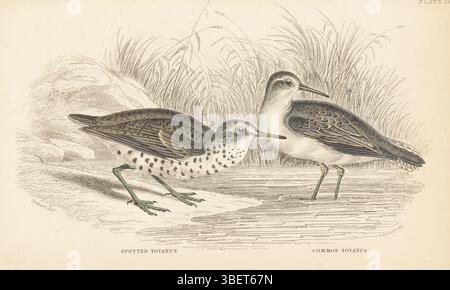 Pipape-sable tacheté, Actitis macularius et pipape-sable commun, Actitis hypoleucos. Totanos tacheté, Totanus macularius, et totanos commun, Totanus hypoleucus. Gravure sur acier colorée à la main par William Lizars d’après une illustration de James Stewart tirée de Sir William Jardine’s Ornithology, British Birds, Rasores and Grallatores, Vol. XXVI de la Bibliothèque naturaliste, W.H. Lizars, Édimbourg, 1843. Banque D'Images