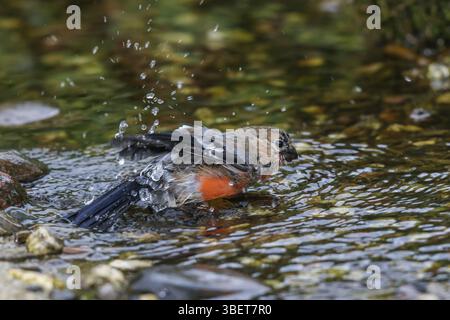 Bullfinch - jeune homme se baignant (Pyrrhula pyrrhula) Banque D'Images