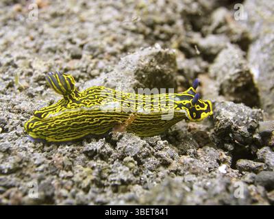 Escargot étoilé jaune-violet (Felimare Picta (Hypselodoris picta) Banque D'Images