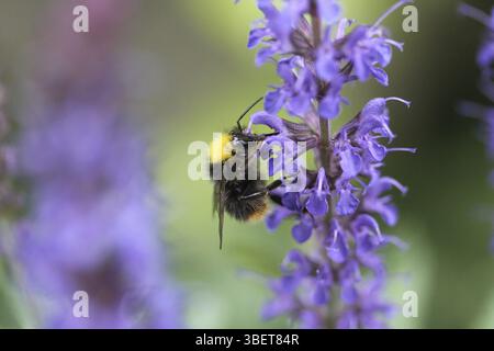 Bourdon des prairies (Bombus pratorum) Banque D'Images