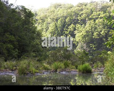 Près de Ellenborough Falls, Australie, Océanie Banque D'Images