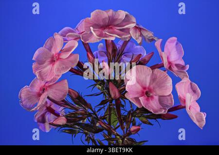 Fleur de flamme (Phlox paniculata) Banque D'Images