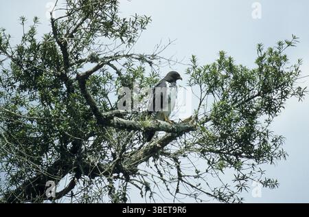 Buzzard Augur (Buteo rufofuscus) Banque D'Images