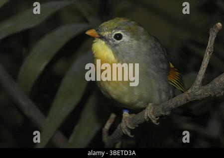 Sunbird, Nightingale chinois (Leiothrix lutea) Banque D'Images