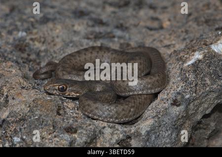 Serpent de Montpellier (Malpolon insignitus fuscus) Banque D'Images