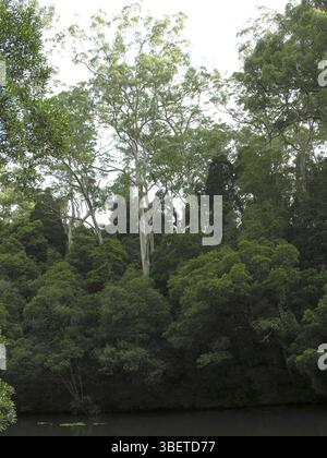 Près de Ellenborough Falls, Australie, Océanie Banque D'Images