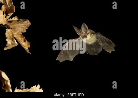 Chauve-souris grise à oreilles longues (Plecotus austriacus) Banque D'Images