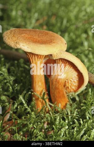 Fausse Chanterelle (Hygrophoropsis aurantiaca) Banque D'Images