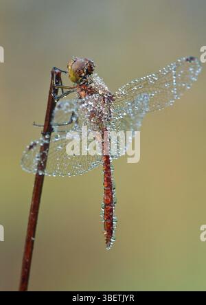 Libellule de rosée matinale (Sympetrum vulgatum) Banque D'Images