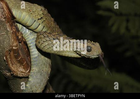 Vipère de Bush (Atheris hispida) Banque D'Images