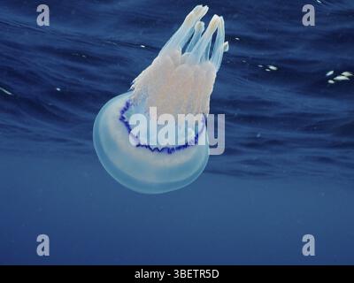 Méduses pulmonaires (Rhizostoma pulmo) Banque D'Images