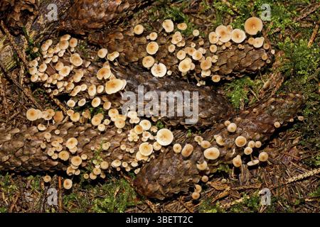 Carpe queue de souris (Baeospora myosura) Banque D'Images