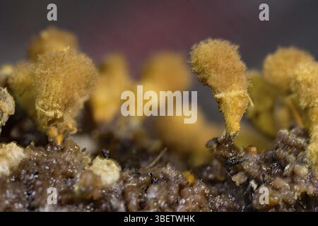 Plumeau jaune pseudo-capillaire (Hemitrichia clavata) Banque D'Images