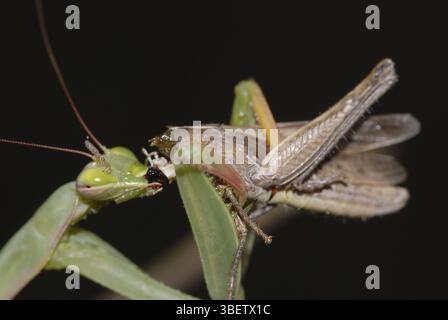 La Mantis religiosa qui prie avec sa proie (Mantis religiosa) Banque D'Images