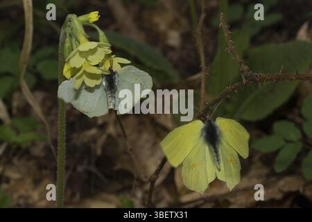 Papillon citron (Gonepteryx rhamni) Banque D'Images