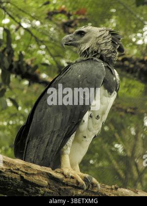 (Harpia harpyja harpie) Banque D'Images