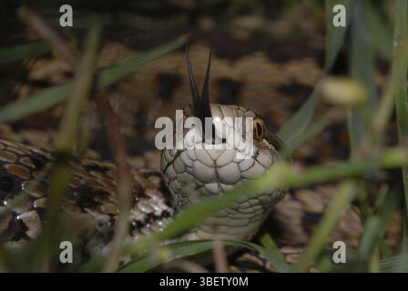 Vipère des prairies hongroises (Vipera ursinii rakosiensis) Banque D'Images