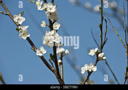Fleur de prune Mirabelle (Prunus domestica syriaca) Banque D'Images