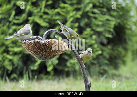Verdier (Carduelis chloris) Banque D'Images
