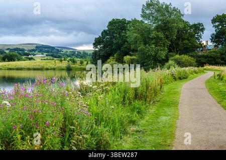 Sentier pédestre et fleurs sauvages à côté du lac Talkin Tarn en Cumbria par une soirée nuageuse. Banque D'Images