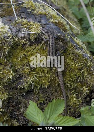 Lézard de lagune, de montagne ou de forêt (Zootoca vivipara) Banque D'Images