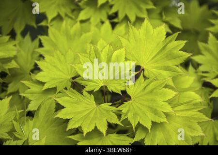Acer japonicum Downy érable japonais (Acer japonicum) Banque D'Images