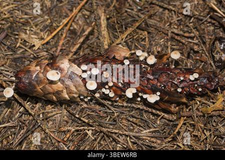 Carpe à queue de souris, carpe à cône tardif (Baeospora myosura) Banque D'Images