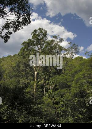 Près de Ellenborough Falls, Australie, Océanie Banque D'Images