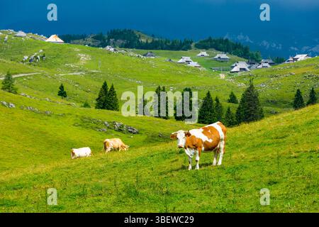 Slovénie pâturage grand plateau (velika planina). Vaches sur le pâturage dans les Alpes de Slovénie. Herbe verte, nature fraîche. Banque D'Images