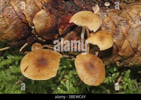 Carpe queue de souris (Baeospora myosura) Banque D'Images