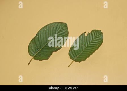 Feuilles de kratom (Mitragyna speciosa) Banque D'Images