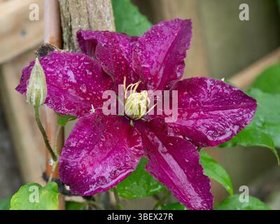 Un gros plan d'une seule fleur du rose profond Clematis 'Niobe' Banque D'Images
