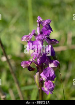 Une pointe de fleur unique de l'orchidée britannique indigène Orchis mascula Banque D'Images