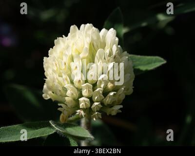 Une seule tête de fleur crème du trèfle ornemental Trifolium trichocephalum Banque D'Images