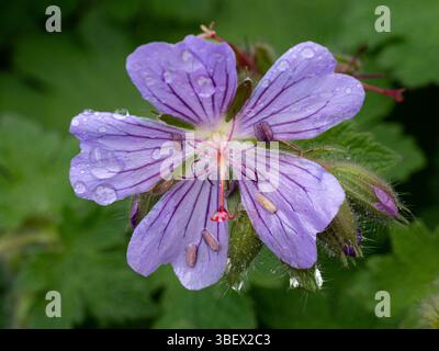 Une seule fleur bleu pâle du géranium géranium Geranium platypetalum bordé robuste Banque D'Images