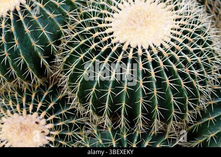 Gros plan des grands cactus en tonneau géants 'Echinocactus Platyacanthus' avec des pointes blanches Banque D'Images