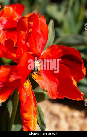 Cette image présente une vue rapprochée d'une fleur rouge vibrante avec une abeille occupée à recueillir le nectar de ses pétales, mettant en valeur la beauté de la nature Banque D'Images