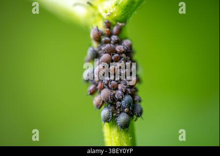 Macro gros plan de pucerons de haricots noirs (Aphis sambuci) regroupés sur une brindille de sureau, montrant des textures détaillées et un fond vert naturel doux. Banque D'Images