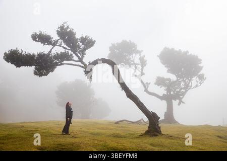 Forêt de lauriers de Fanal avec de majestueux arbres anciens, Madère, Portugal Banque D'Images