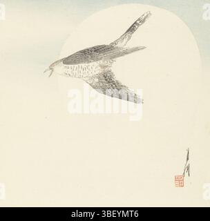 Japon, Gekkô, Ogata, Cuckoo volant à la pleine lune, Japon, imprimé, Japon (collection), hauteur 240 mm, largeur 249 mm, japonais, 1859 - 1920, graveur, 1900 - 1910, premier quart du xxie siècle, premier quart du xxe siècle, papier, gravure sur bois couleur, gravure sur bois couleur Banque D'Images