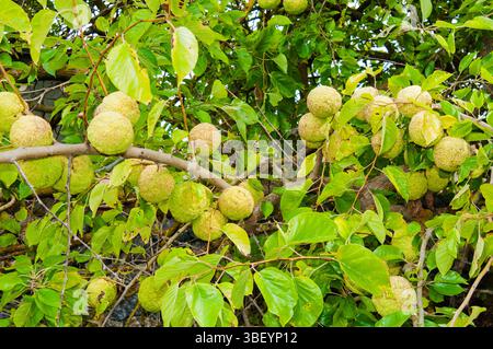 Maclura pomifera ou orange Osage ou pomme haie, Capalbio, Province de Grosseto, Toscane, Italie Banque D'Images