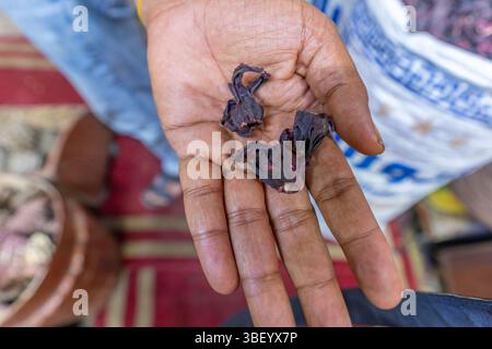 Vue de main tenant des herbes dans les vieux souks d'Assouan, Assouan, Nubie, Egypte, Afrique Banque D'Images