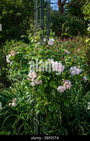 Rosa x sourire d'orchidée, rose grimpante, Parc floral de Paris,, Paris, France, Banque D'Images