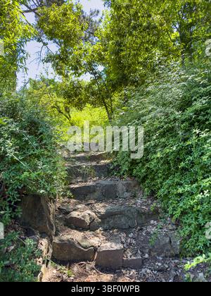 Sentier de randonnée en pierre naturelle à travers une végétation verte dense, des marches rocheuses inégales entourées d'un feuillage luxuriant, lumière du jour d'été, scène de nature paisible. Banque D'Images