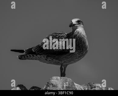 Image en noir et blanc d'une mouette juvénile debout sur un rocher en Afrique du Sud, avec des plumes détaillées et une lumière dramatique contre le ciel clair. Banque D'Images